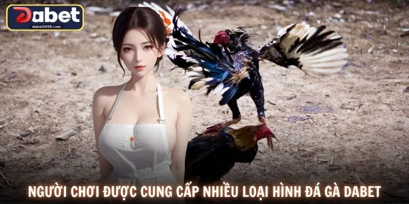 Người chơi được cung cấp nhiều loại hình đá gà DABET