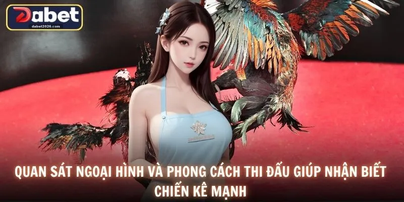 Quan sát ngoại hình và phong cách thi đấu giúp nhận biết chiến kê mạnh